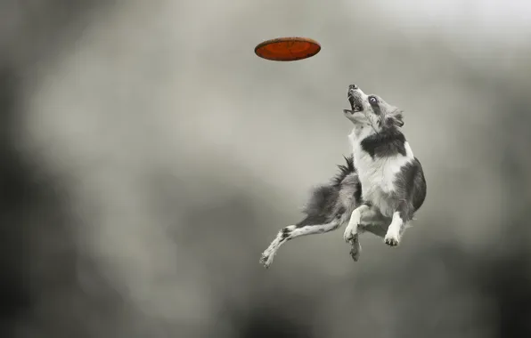 Картинка прыжок, игра, собака, пес, диск, порода, ловит, Border Collie