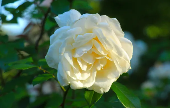 Rose, white, flower