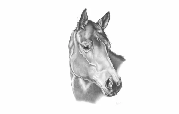 Конь, лошадь, рисунок, карандаш