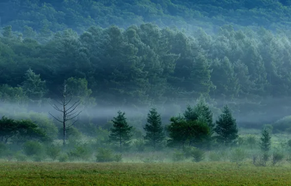 Картинка поле, лес, трава, деревья, туман
