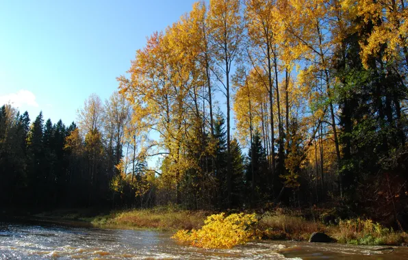 Картинка лес, деревья, Осень, речка, forest, river, trees, autumn