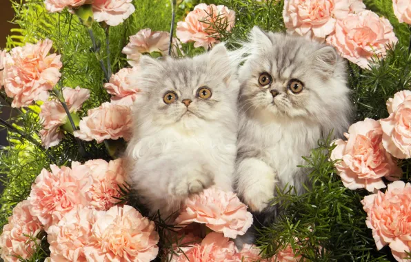 Цветы, котята, персидские