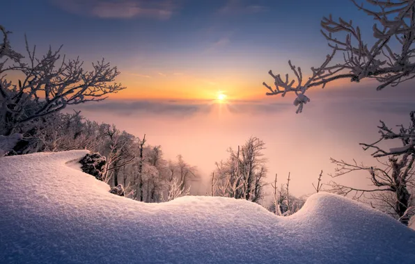 Зима, снег, деревья, ветки, восход, рассвет, утро, сугробы