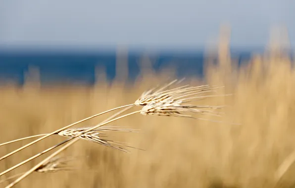 Картинка пшеница, поле, макро, природа, колосья