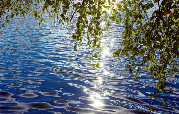 Картинка листья, вода, солнце, свет, ветки, река