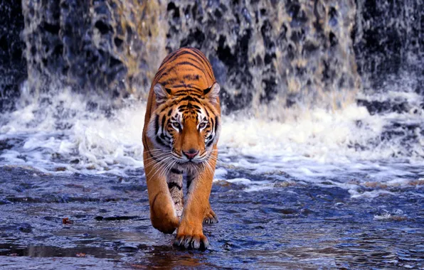 Картинка вода, водопад, хищник, Бенгальский тигр