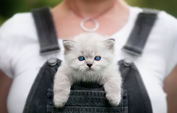 Кошка, грудь, девушка, котенок, пушистый, мелкий, мордашка, милашка