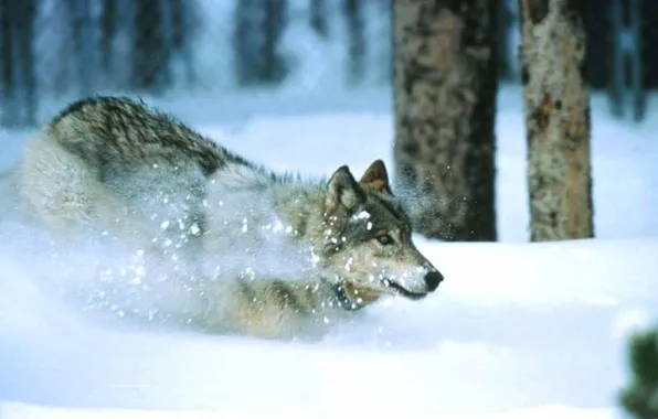 Картинка nature, predator, animal, wolf, wildlife, portrait, portrait., Canis lupus. face