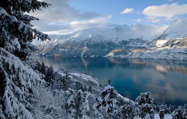 Картинка зима, лес, деревья, горы, природа, ели, Норвегия, фьорд