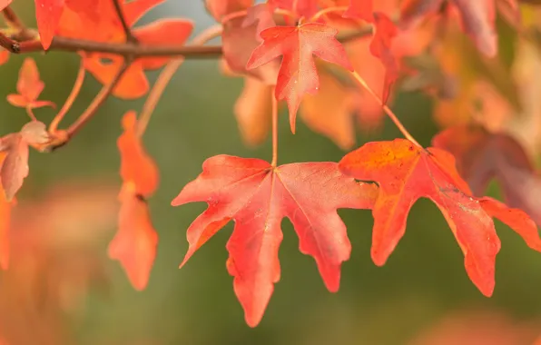 Осень, листья, макро, ветка