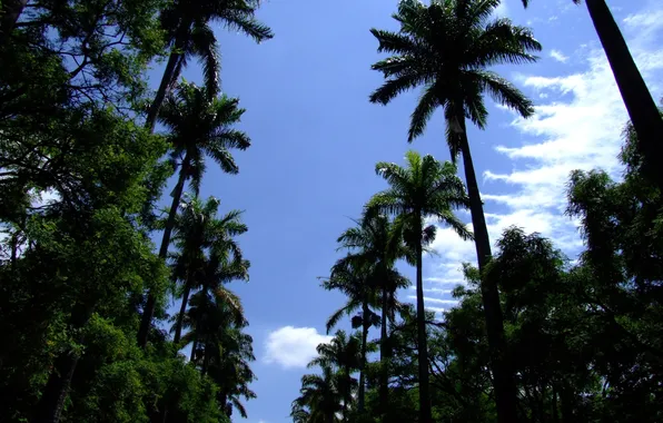 Картинка лето, небо, пальмы