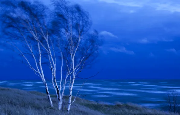 Картинка море, небо, деревья, тучи, ветер, вечер, березы