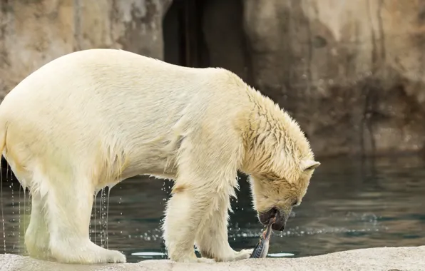 Вода, мокрый, рыба, белый медведь, боке, добыча, улов