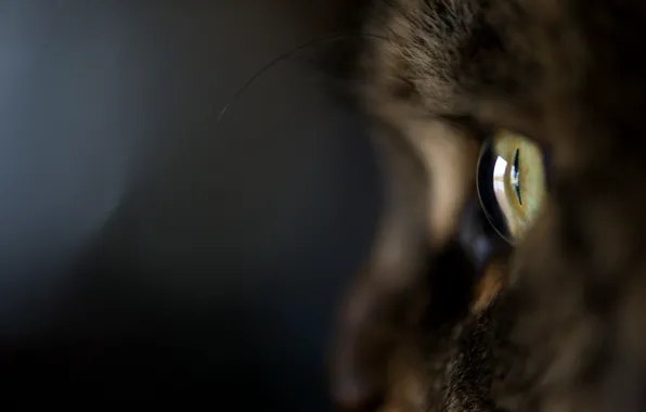 Картинка кошка, кот, макро, глаз, темный фон, шерсть, котэ