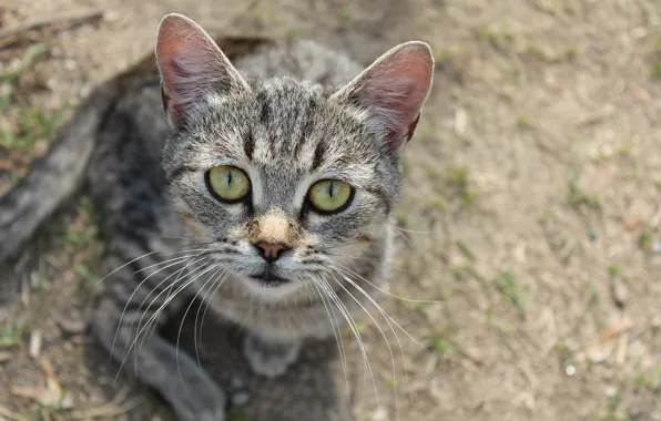 Картинка кошка, животное