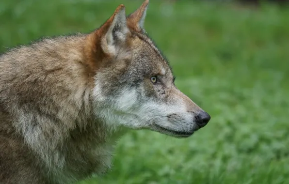 Nature, predator, animal, wolf, wildlife, portrait, portrait., Canis lupus. face