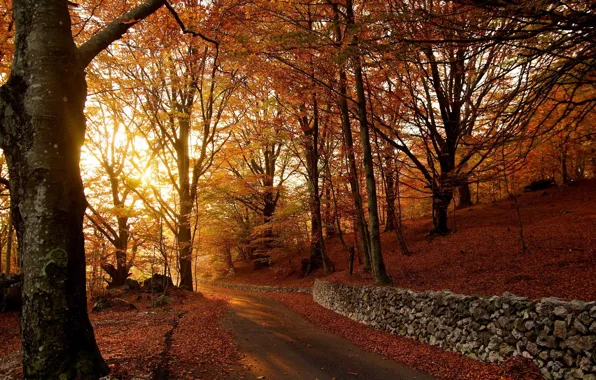 Картинка листопад, осенние деревья, асфальтовая дорога
