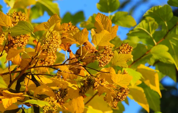 Yellow, autumn, leafs, fall, twig