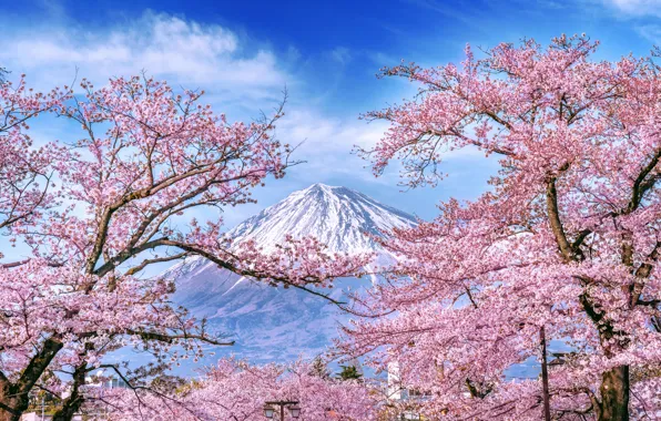 Вишня, весна, Япония, сакура, Japan, цветение, гора Фуджи, landscape