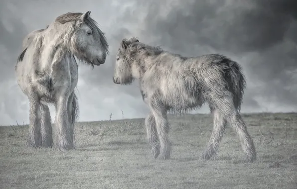 Природа, туман, кони