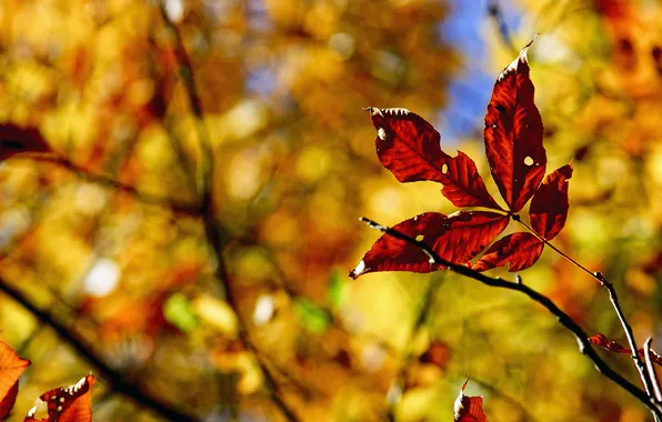 Картинка осень, ветки, природа, листва