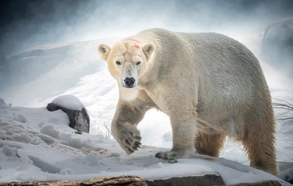 Картинка снег, хищник, белый медведь