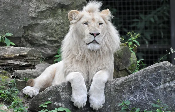 Кошка, камень, белый лев