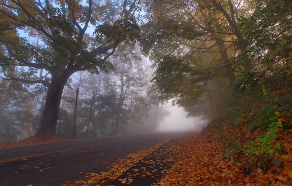 Картинка дорога, осень, листья, деревья, Кентукки, Kentucky, Парк Деву, Covington