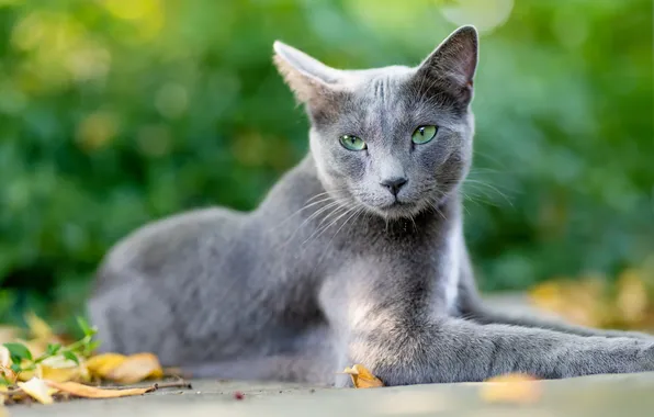 Осень, кошка, кот, взгляд, листья, поза, серый, мордашка