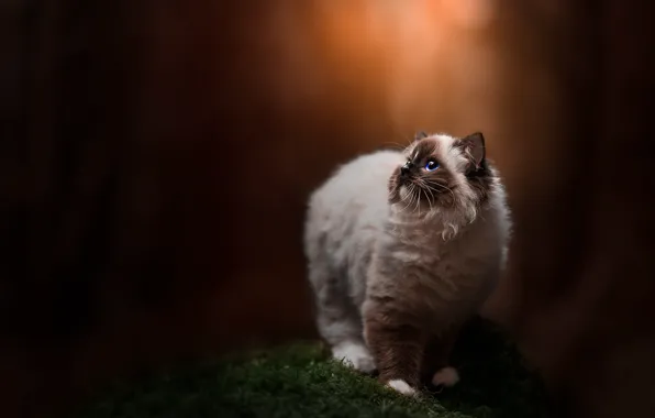 Кошка, кот, свет, природа, фон, мох, смотрит вверх, рэгдолл