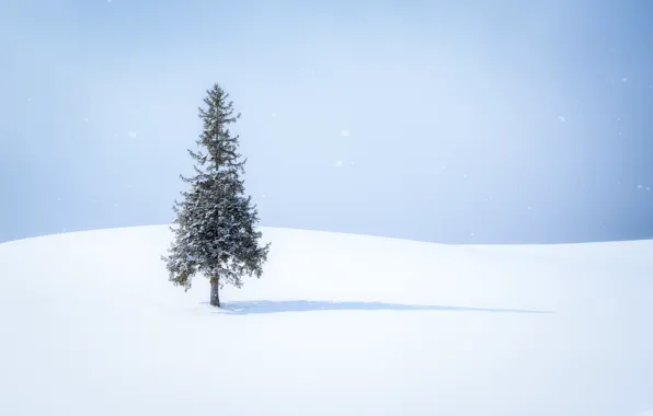 Снег, дерево, тень, snow, tree, shadow, snowing
