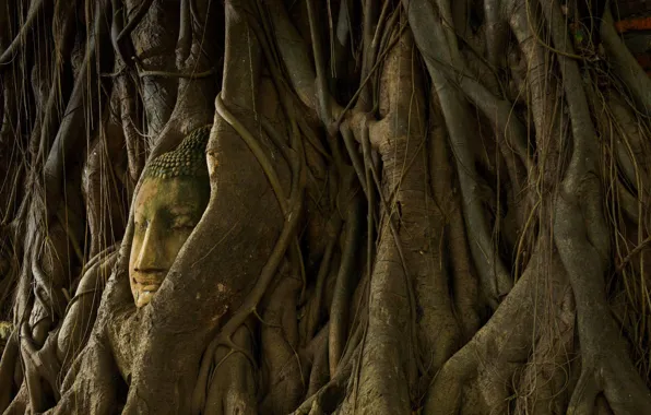 Корни, дерево, Таиланд, статуя, Будда, Аюттхая