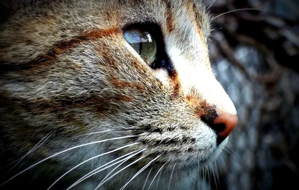 Animals, cat, macro