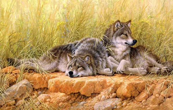 Поле, трава, взгляд, природа, поза, камни, отдых, рисунок