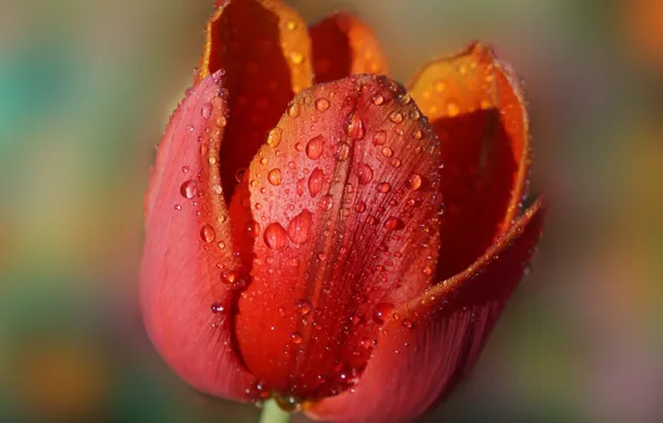 Flower, tulips, blooming