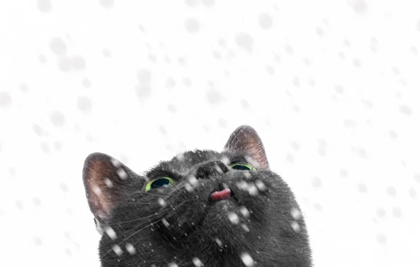 Картинка кошка, взгляд, снег