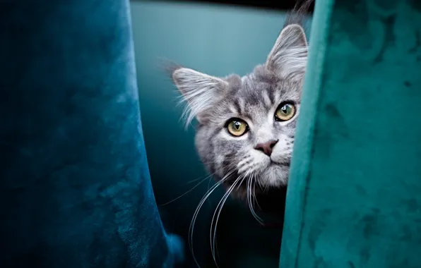 Картинка кошка, кот, взгляд, поза, серый, портрет, кресло, мордашка