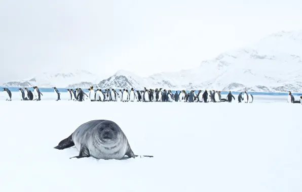 Картинка природа, King Penguins, Seal