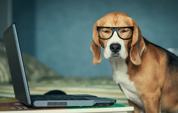 Собака, очки, ноутбук