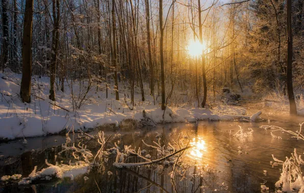 Картинка зима, лес, свет