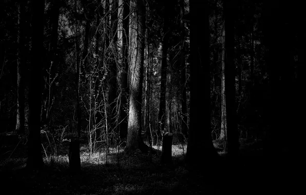 Картинка лес, деревья, мрак