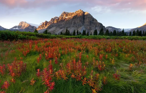 Nature, Glacier, Montana, Canada.