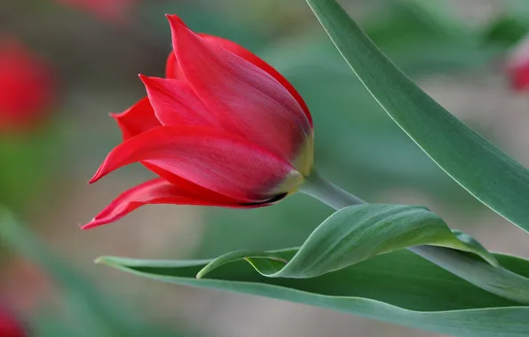 Листья, макро, лепестки, тюльпаны