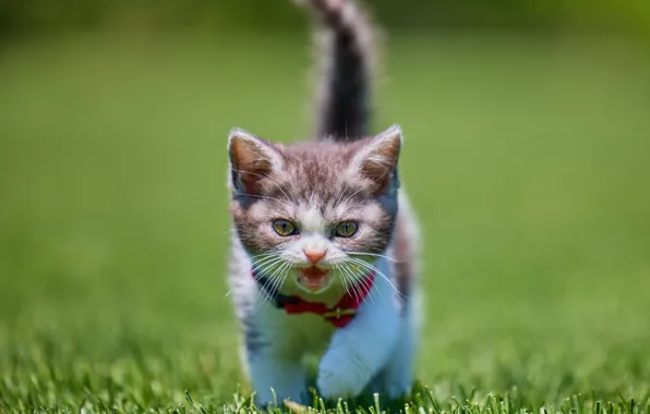 Кошка, лето, котенок, поляна, малыш, хвост, прогулка