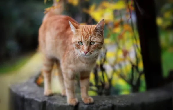 Кошка, кот, природа, рыжий