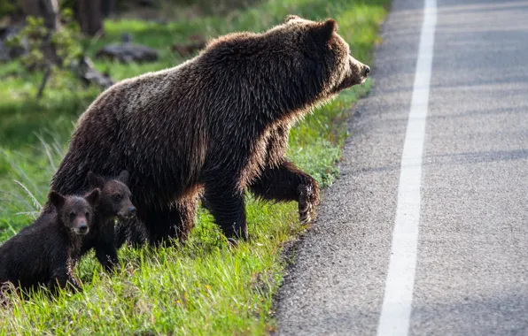 Картинка дорога, семья, медвежата, медведица
