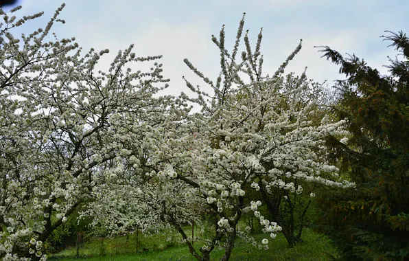 Весна, Nature, цветение, spring, flowering