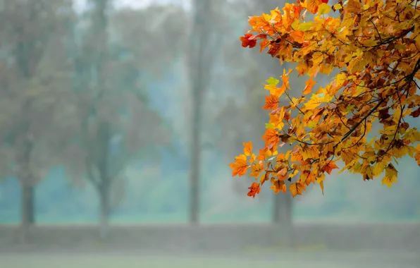 Осень, листья, природа