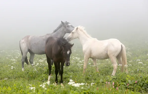 Поле, туман, кони