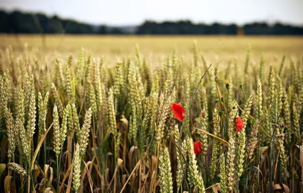 Пшеница, поле, цветок, цветы, красный, фон, widescreen, обои